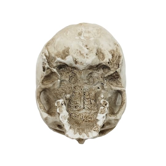 Skull Hanging Container by Ashland